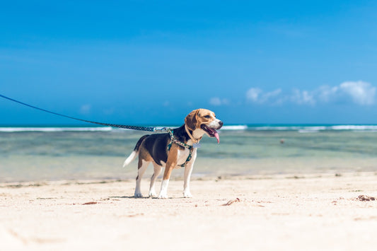 Summer Care Tips for your furry friend ๐๐๏ธ