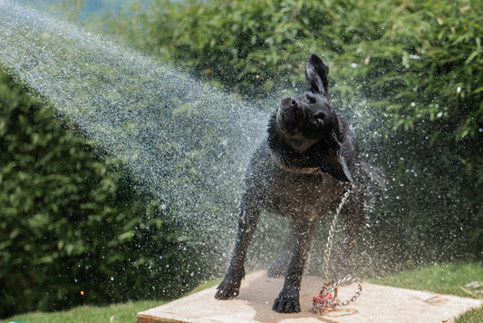 Unleashing the Secrets of Dog Baths! ๐ซง๐งด
