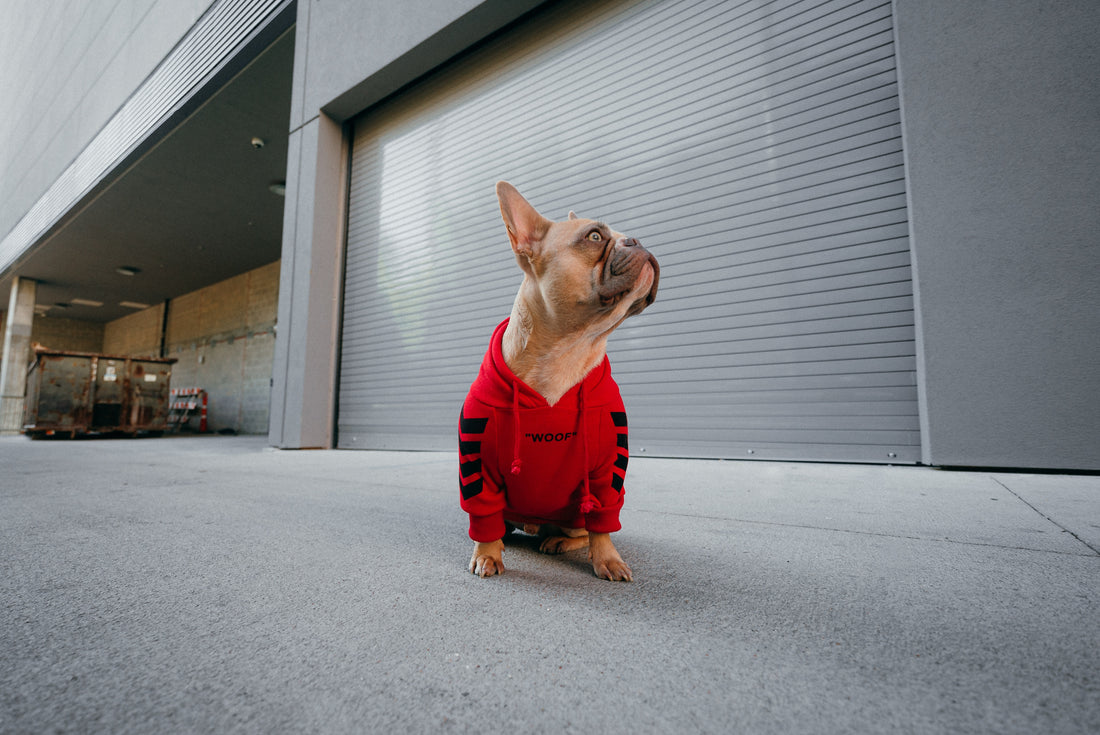Styling Tips 🤎🐕