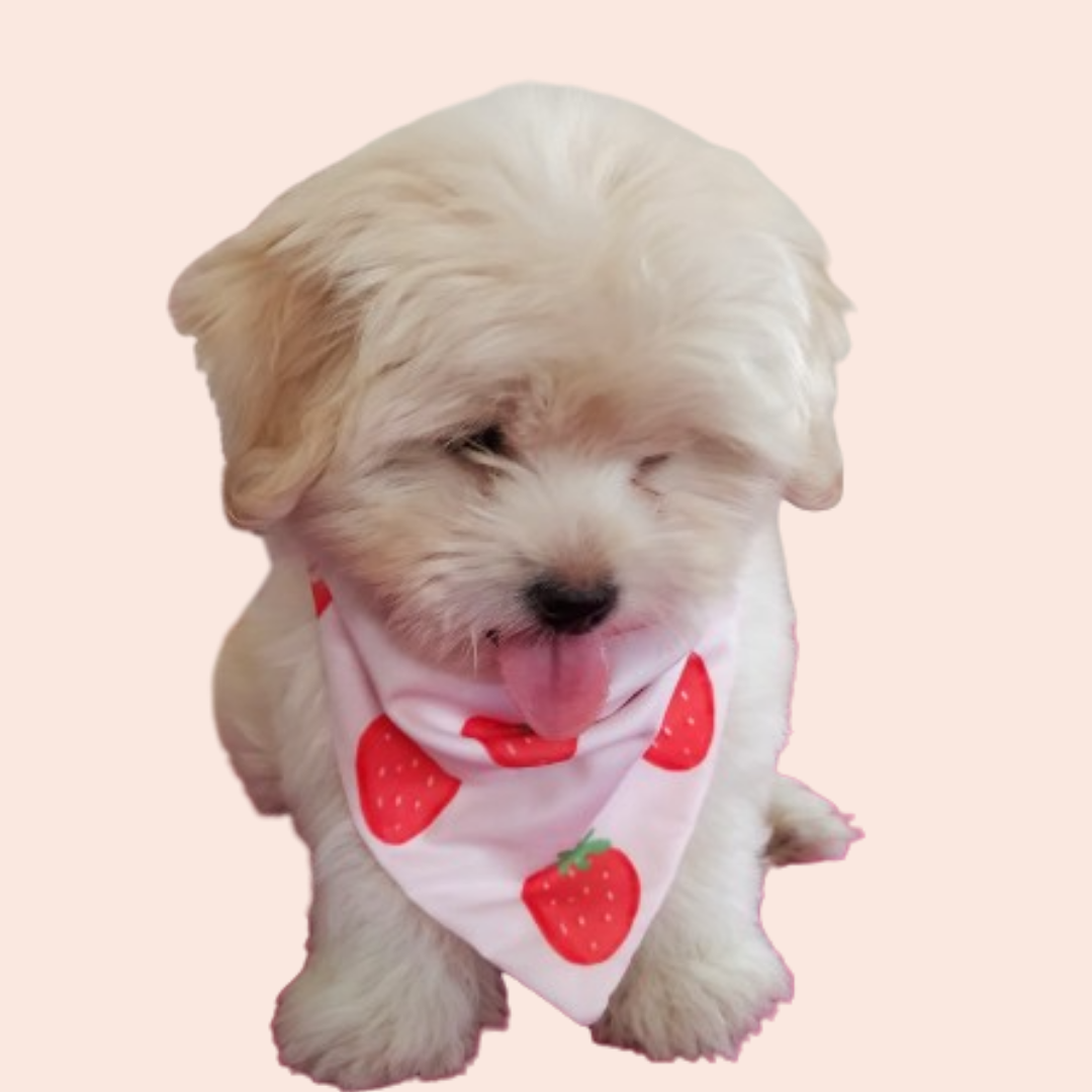 Berrylicious Bandana
