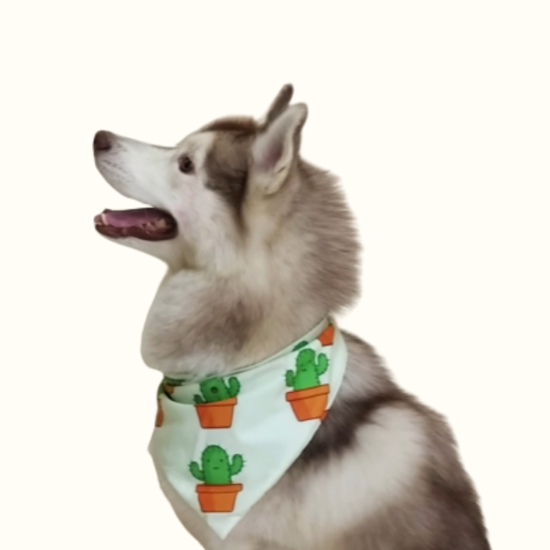 Cactus Cutie Bandana