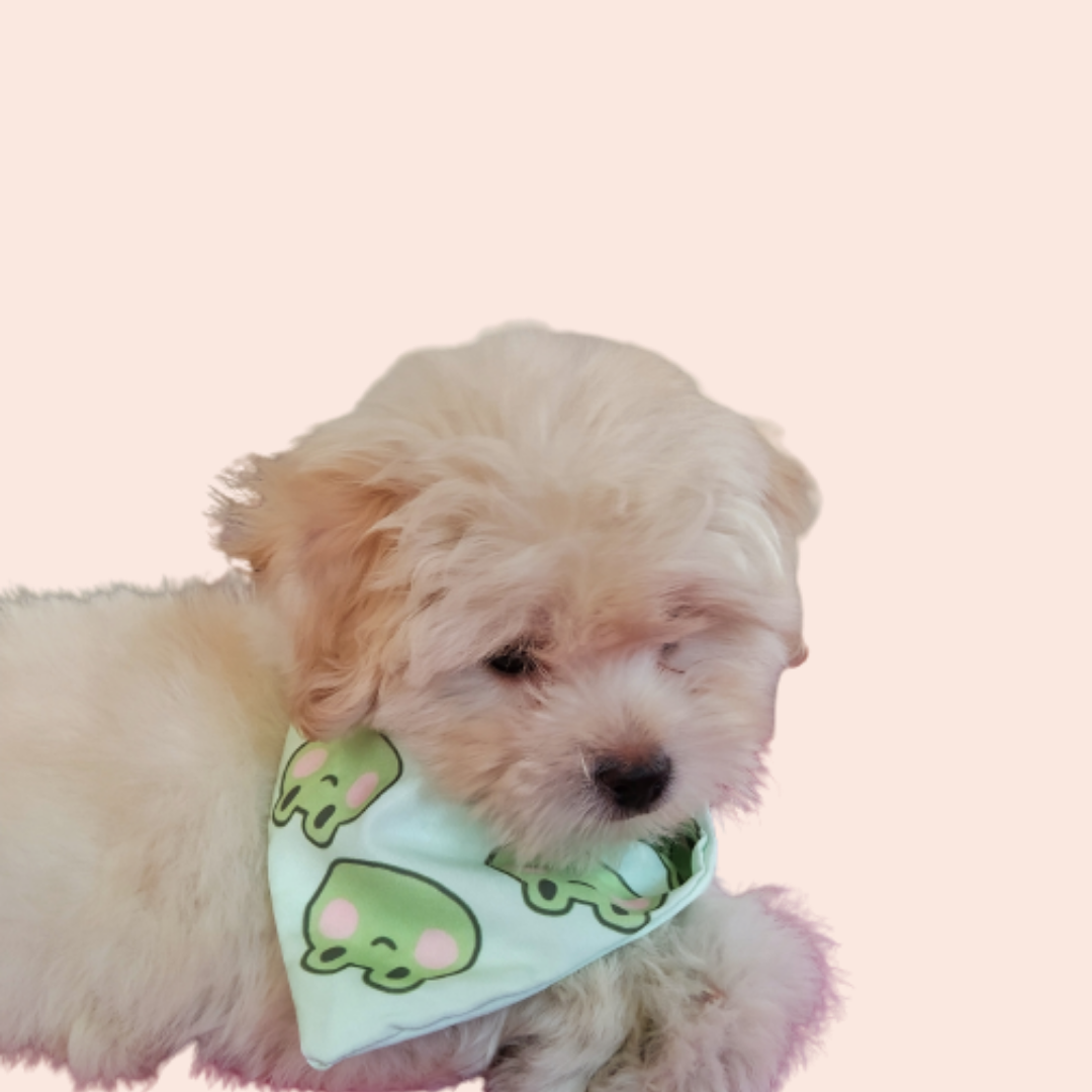 Frogtastic Pet Bandana