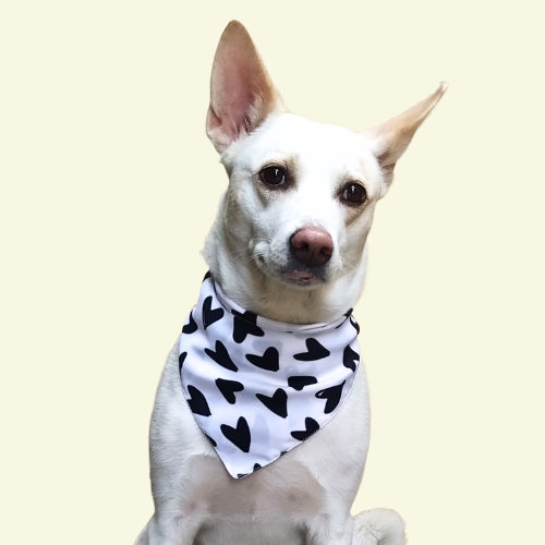 Classic Charm Heart Bandana