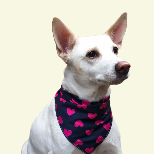Sweetheart Classic Bandana