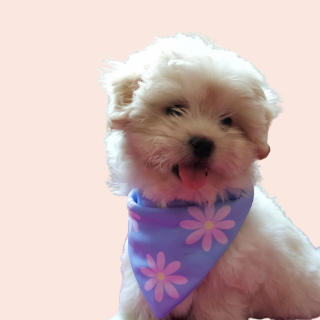 Petal Perfection Bandana