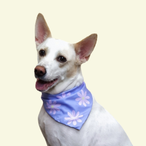Petal Perfection Bandana