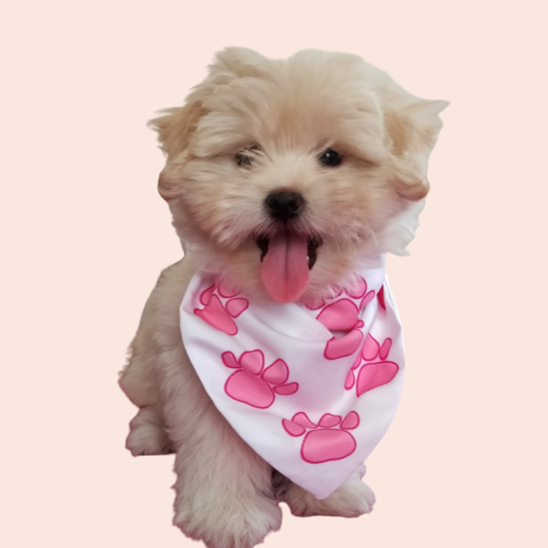 Pretty in Pink Paws Bandana