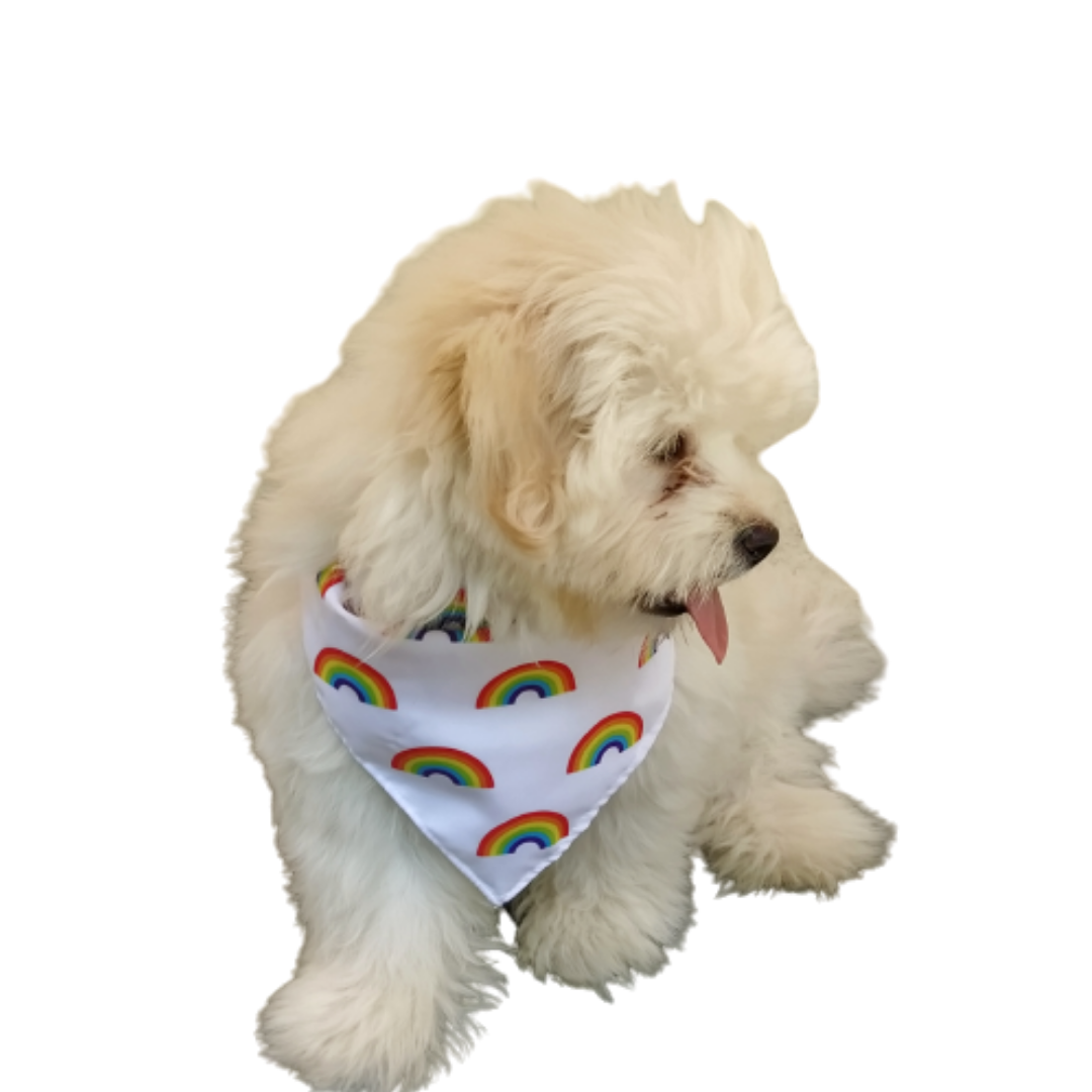 Rainbow Paws pride bandana
