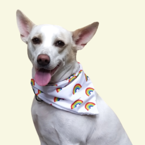Rainbow Paws pride bandana