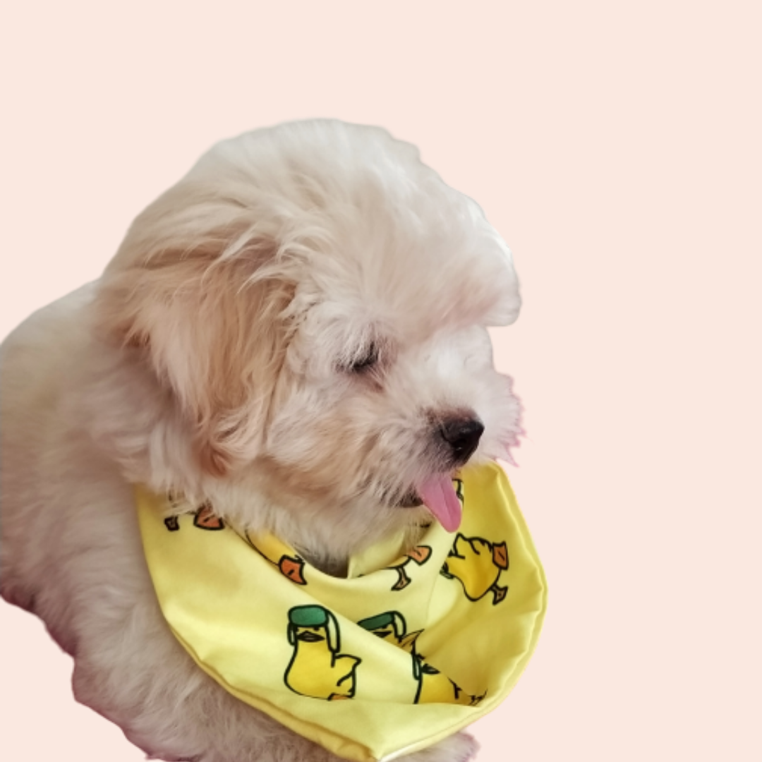 Quacktastic Bandana