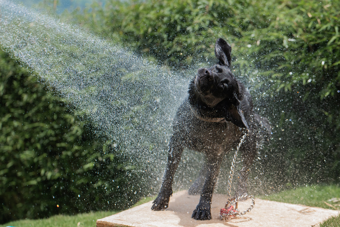 Unleashing the Secrets of Dog Baths! 🫧🧴