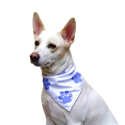 Pretty in Blue Paws Bandana