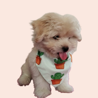 Cactus Cutie Bandana