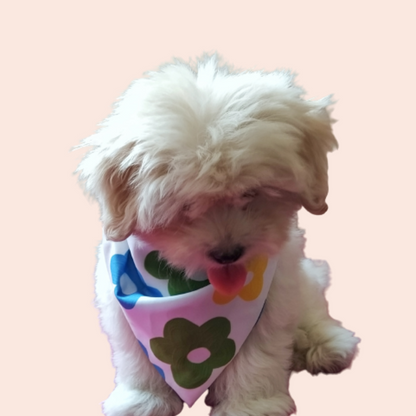 Color Burst Bandana