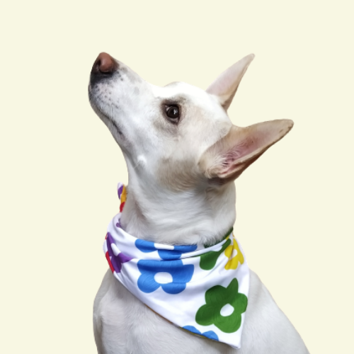 Color Burst Bandana