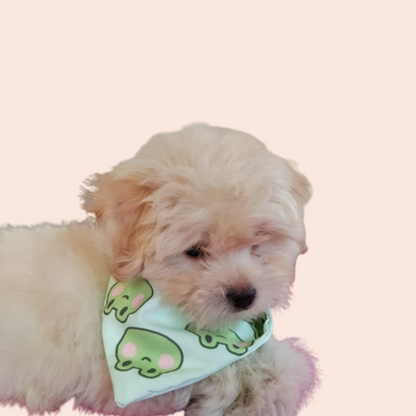 Frogtastic Pet Bandana